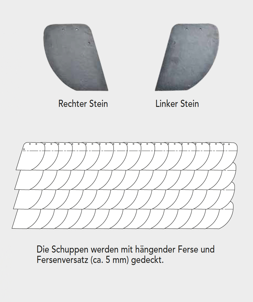 SCHUPPENDECKUNG ZEICHNUNG
